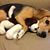 Antoanela Coades's profile image