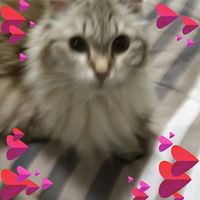 Mary Koftan's profile image