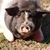 Mauna Faye Crabtree's profile image
