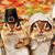 Karen Gilbert's profile image