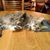 Resa Snyder's profile image