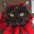 Steven Collings Russell's profile image