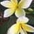 Sharon Lucarelli's profile image