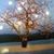 Michele DiMaria Ward's profile image