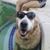 Scott Tupy's profile image