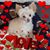 Lourdes Norbel's profile image