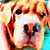 Sandra Sviatko-Awe's profile image