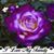 Morse Viviana's profile image