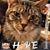 Devon Monroe-Schepis's profile image