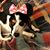 Alexis Rose Luedtke's profile image