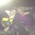 Lynne DeThample's profile image