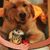 Vicki Ventresco Shirley's profile image