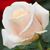 Tasha Tillmon's profile image