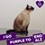 Stephanie Brooks's profile image