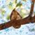 Sharon Ellison Brooks's profile image