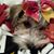 Julie Ann's profile image