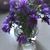 Sheila Welch's profile image