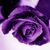 Nancy Tulimero-Carpenter's profile image