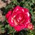 Denise Shaffer Kluchurosky's profile image