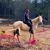 Birgit Dittmar Elorreaga's profile image