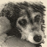 Fluffy B.'s profile image