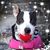 Jill Ann Veltri Cruz's profile image