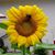 Brenda Conrow's profile image