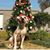 Rawan Chahine's profile image
