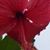 Deb Schlenner's profile image