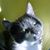 Sheryl Bekas's profile image