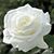 Linda Hooker's profile image