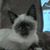 Andrea Pocza's profile image