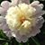 Carolyn McCallum's profile image