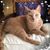 Carrie Bauknecht-Sines's profile image