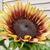 Rosie Pickett-Gaynor's profile image
