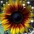 Carol Hess's profile image