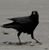 Bert Fez's profile image