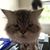 Linda Stefkovic's profile image