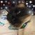 Iris Gray's profile image