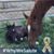 Heather Moorman's profile image