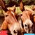 Karren Whittington Stuckey's profile image