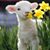 Mary Wallace Sulser's profile image