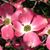 Cindy Best-Peckham's profile image