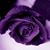 Dorey StClair's profile image