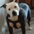 Shane Ciarrocchi's profile image