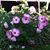 Donna Schwebel's profile image