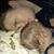 Kansas OliviaRose Rea's profile image