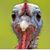 Eve Metzler's profile image