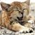 Sylvia Shanley Nachman's profile image
