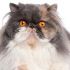 Lilian M.'s profile image